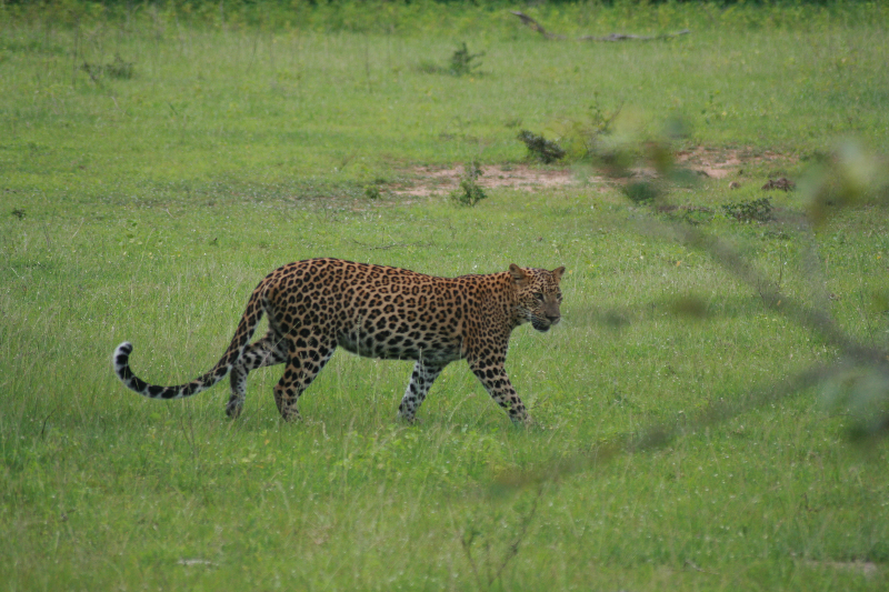 leopard-five