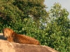 leopard-on-the-rock-cropped-three